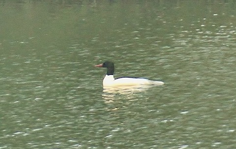 Goosander on lake in Wraysbury.