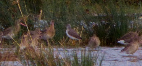 Greater yellowlegs in the centre of the picture.