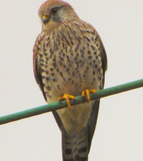 Kestrel perches on a wire looking out for a small mammal to swoop down on to.