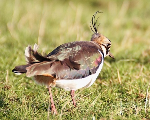 Lapwing on Isle of Sheppey.