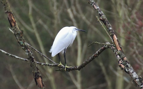 Little egret also seen in Wraysbury.