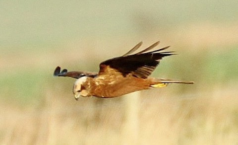 Marsh harrier on the Isle of Sheppey.
