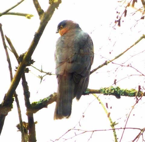Sparrowhawk checks out some wintering redwing as they feed in a field.