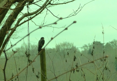 Sparrowhawk perches on a post in Shamley Green.