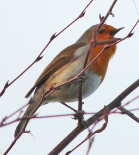 The beautiful melodic sound of a robin.