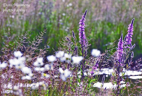 Wildflowers web at wetland  site at Clandon Wood.