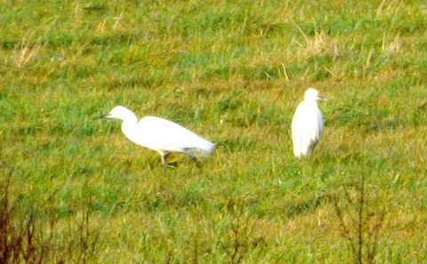 Two of the little egrets seen on Salford Meadows.