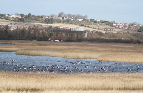 A view across Farlington Marsh as a skein of brent geese fly in.