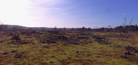 A view across Frensham Common as we tried to hunt down the great grey shrike.