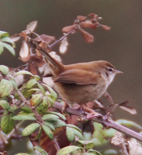 Cetti's warbler – this one I recently photographed at  Farlington Marshes.