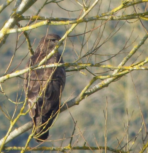 Common buzzard near Bowers Court Farm.