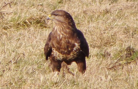 Common buzzard in the field.