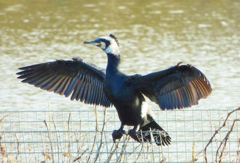 Cormorant in breeding plumage.