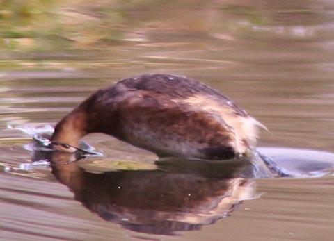 Dabchick (little grebe). An unusual photo as it dives for a fish.