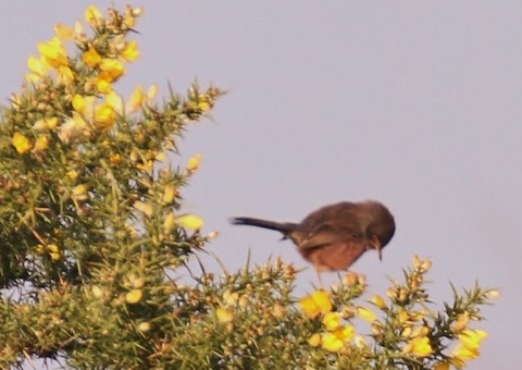 Dartford warbler looking for insects on Thursley Common.