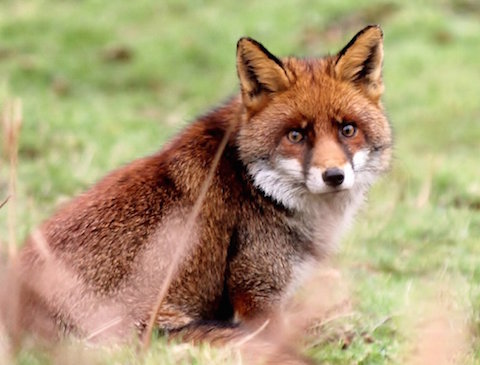 I've regularly seen this fox in last few weeks hunting along the hedgerows in Shamley Green.