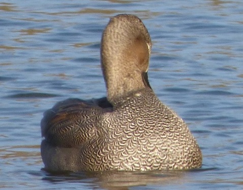 Gadwall shows off its beautiful plumage.
