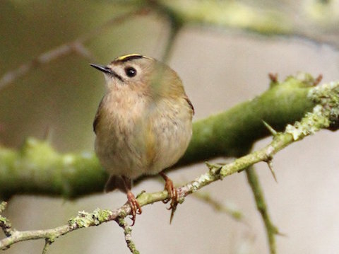 Goldcrest- one I managed to get in focus.