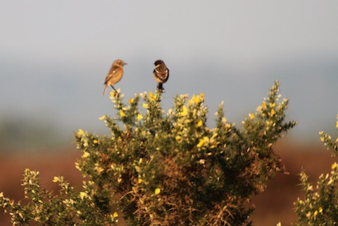 Gorse in flower as a male and female stonechat perch on top at Thursley Common.