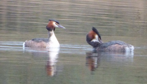 Great crested grebes on Stoke Lake.