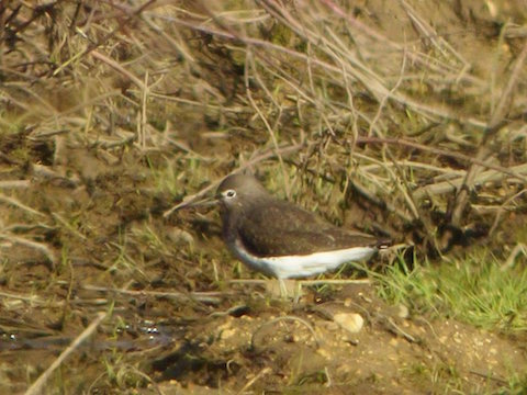 Green sandpiper at Tice's Meadow.