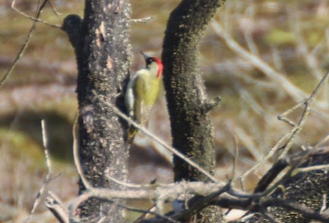 Green woodpecker on Frensham Common.