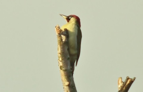 Green woodpecker on Thursley Common.