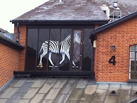 Where can this zebra be found?