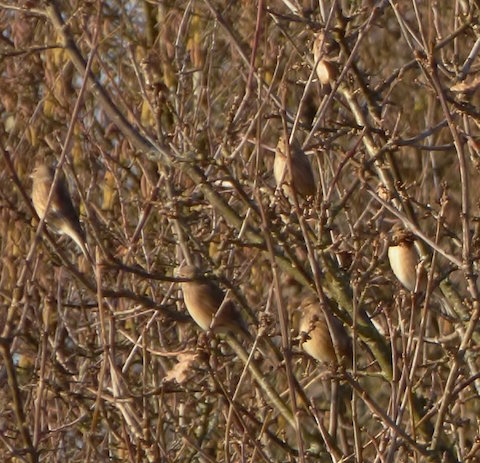 Linnets at Tice's Meadow.