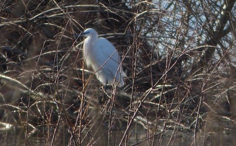 Little egret at Tice's Meadow.