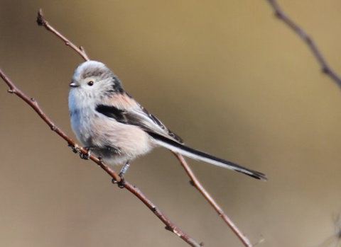 Long-tailed tit at Stoke Nature Reserve showing leg tag.