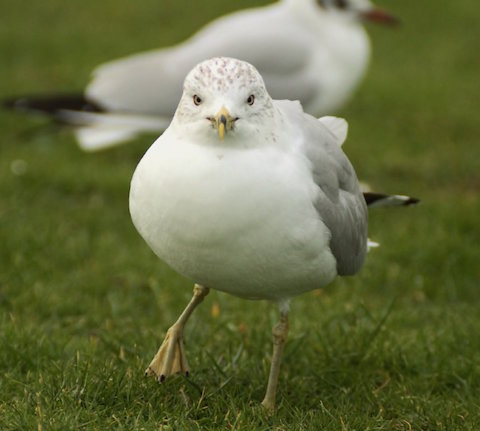 Ring-billed gull.