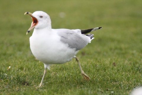 Ring-billed gull at Walpole park – quite a character often bullying the black- headed gulls.