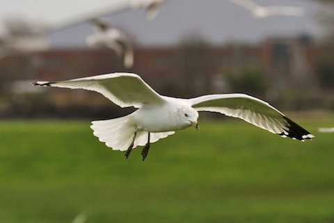 Ring-billed gull in flight.
