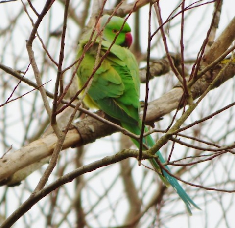 Have you seen a ring-necked parakeet on your bird feeders in your garden?