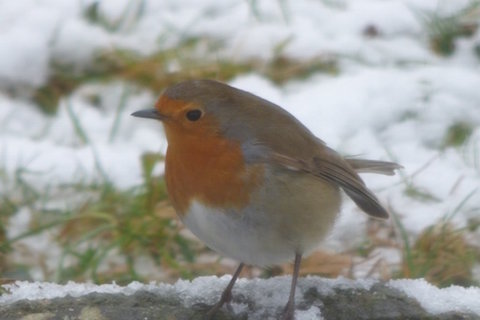Robin in the snow.
