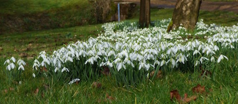 Snowdrops now in bloom.