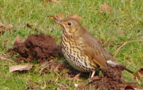 Song thrush now starting to find their voices. This one checking out a freshly made mole hill for a meal.