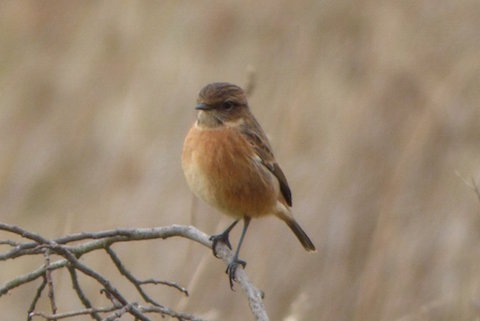Stonechat by Stoke Nature Reserve.