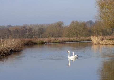Swans on the River Wey during a pleasant winter's day.