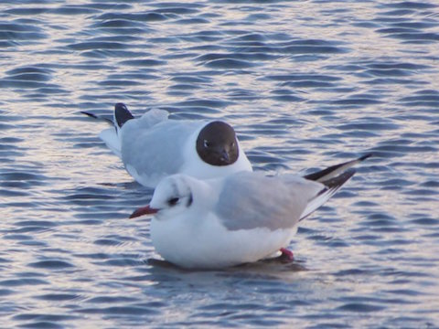 Two black-headed gulls – one looking very optimistic already in summer plumage.