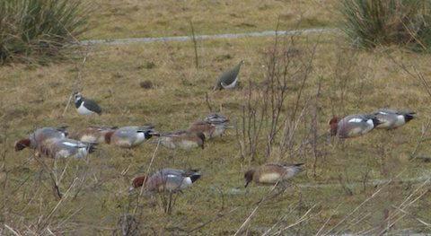 Wigeon and lapwing. Some of the ducks and waders feeding across the river on Bowers Court Farm.