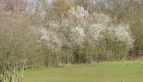 Blackthorn now in flower by Stoke Lake.