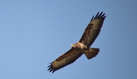 Common buzzard – one of many in the Guildford area now displaying.
