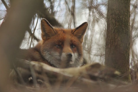 A fox at Shamley Green watches down from a roadside bank.