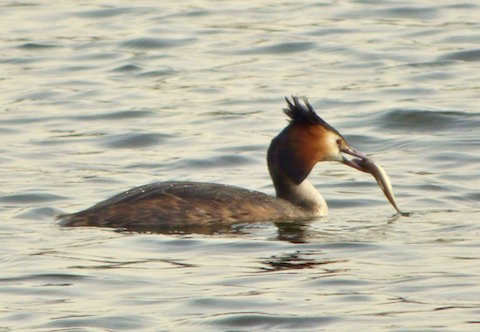 Great crested grebe with fish.