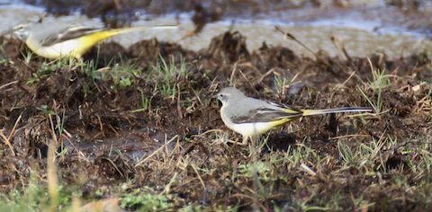 Grey wagtail now pairing up .