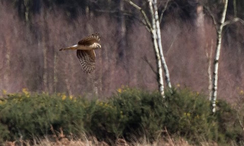 Heen Harrier pictured by James Sellen.