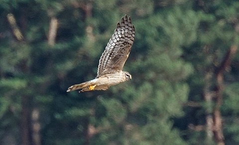 Hen Harrier pictured by James Sellen.