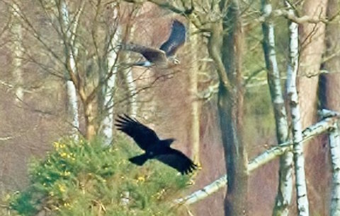 Hen harrier mobbed by a crow on Thursday Common. Picture by James Sellen.
